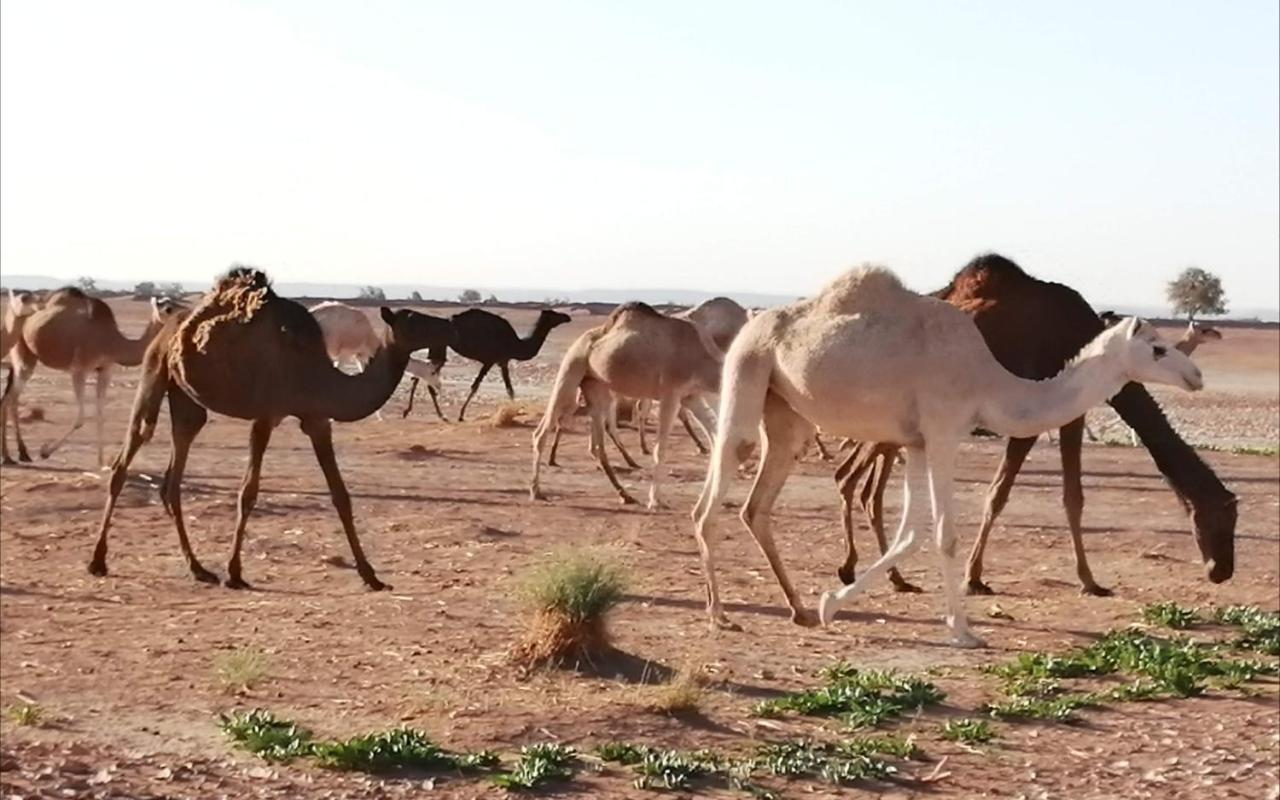 Kasbah Les Alizes Du Desert มามิด ภายนอก รูปภาพ